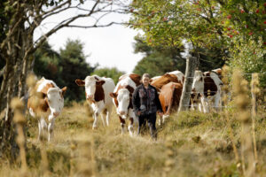 Vaches